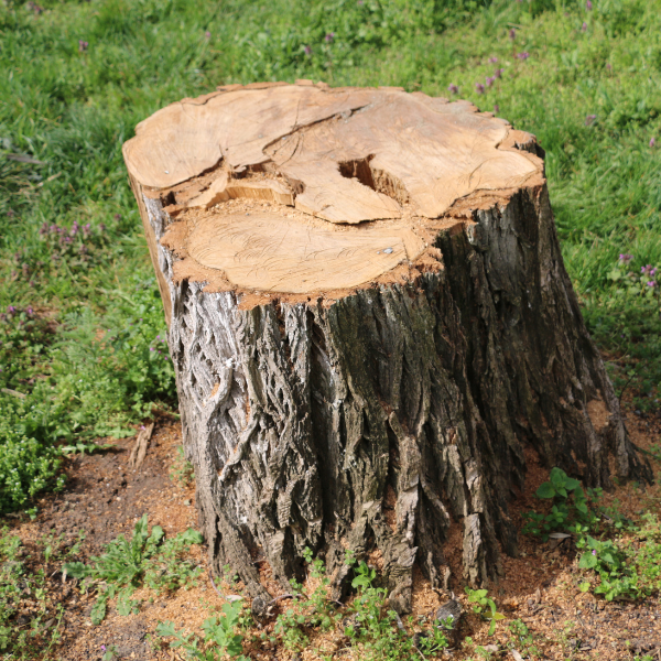 tree stump in a yard