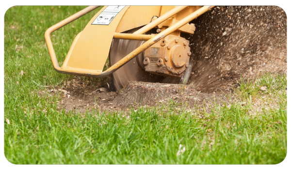 click here to view our stump grinding services